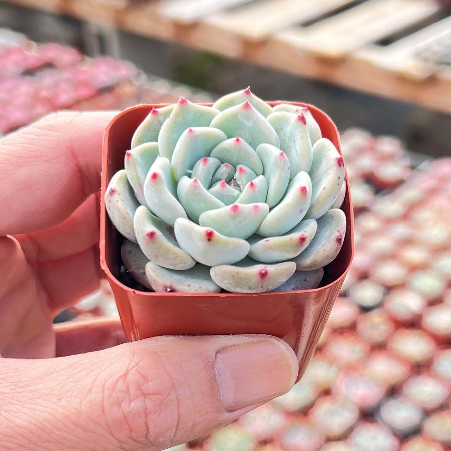 2" Live Succulent Plants Echeveria 'Pink Minima', Mini Potted Succulents, Easy Care Indoor Houseplant, Unique Gifts, Home Office Décor