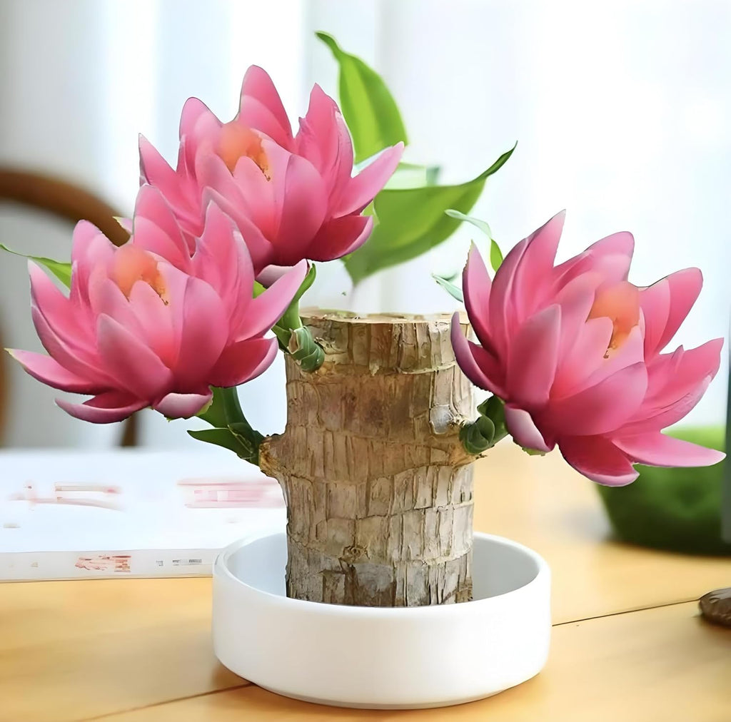 Lucky Wood Plant, Small Indoor Plant, Brazilian Wood Plants, About to Sprout, Office Desk Ornaments, Kitchen, Living Room (Pink)