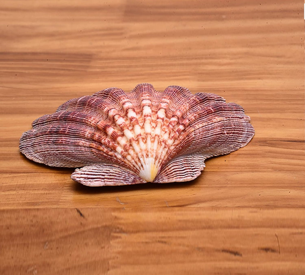 2 PCS Large Great Orange Lions Paw Scallop 5-6" Shells for Baking Smudging Craft Beach Decor. Ocean Beach Seashells Perfect for Home Decoration, Art Craft, Vase Filler Fish Tank