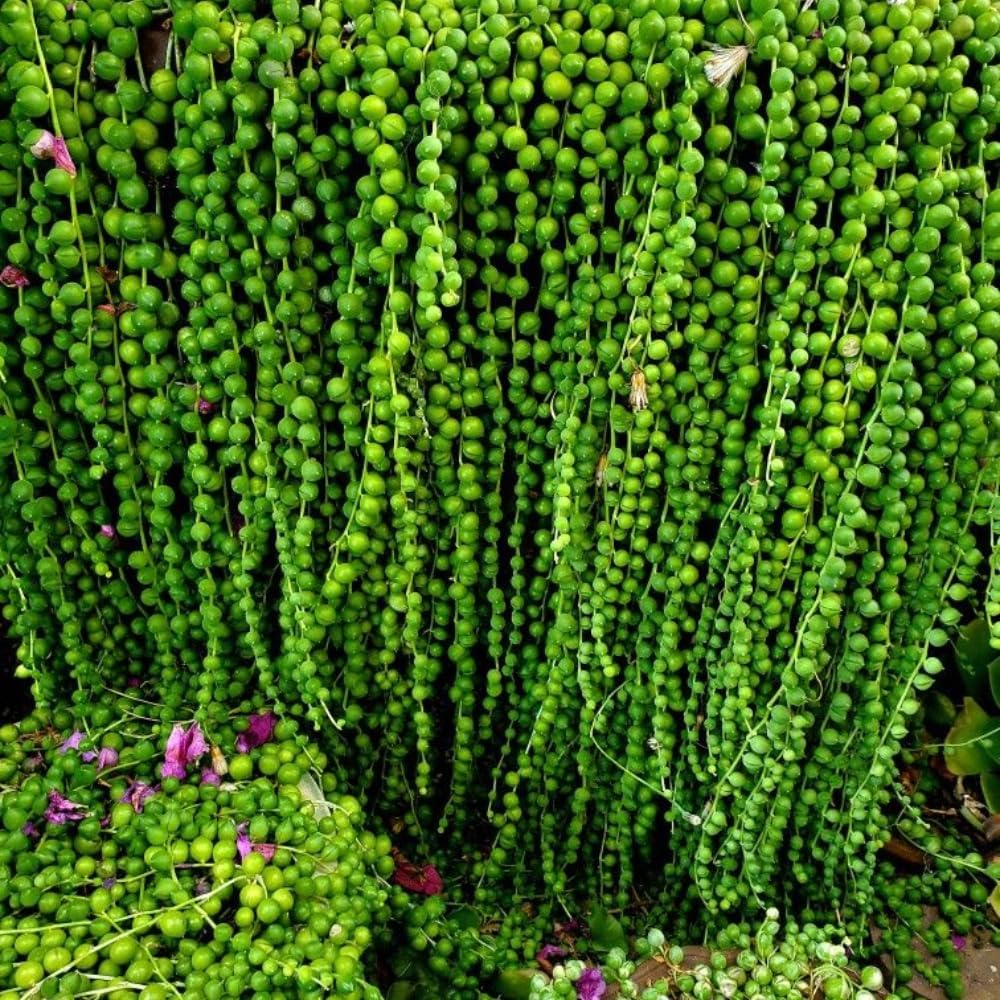 String of Pearls Plant Live, String of Pearls Succulent Plant, Trailing Succulent Houseplant for Hanging Basket, 2 Inches Pot