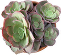 Live Succulent Plants Echeveria 'Suyon', Easy Care Potted Succulents in 4" Pots, Indoor Houseplant, Unique Gifts, Home Office Décor