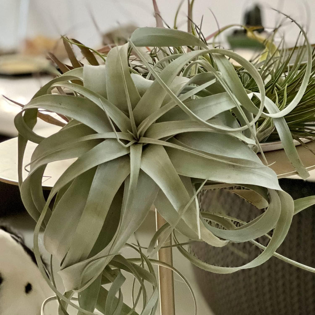 ragnaroc Air Plants - Tillandsia Xerographica, Large 5-7” - 10ct - Live Arrival Gauranteed - House Plants for Home Decor & Gift