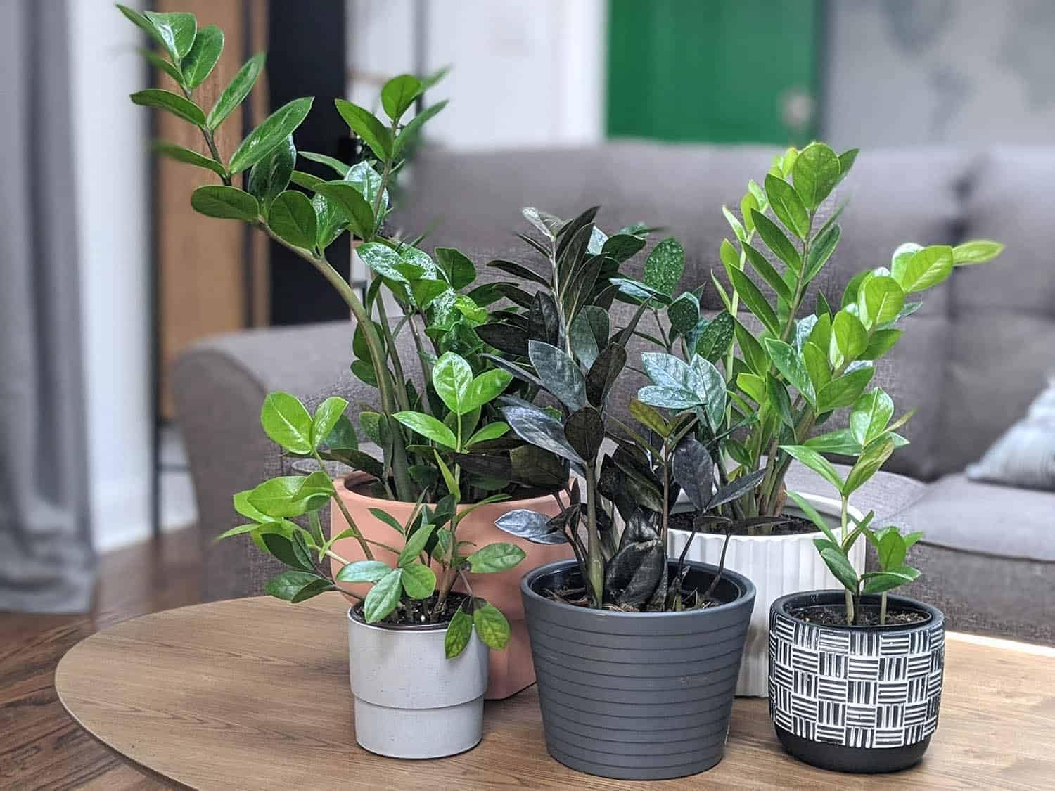Gardenera Premium ZZ Plant Ultra-Performance Potting Mix - Proven Formula for Thriving Zamioculcas - Enhances Elegance and Vigorous Growth - 1 Quart