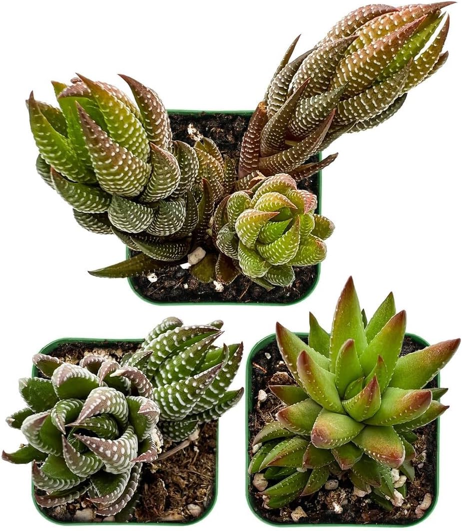 Sprout N Green Haworthia Collection, 3 Live Succulent Plant Fully Rooted in 2inch Starter Pot, Home Office Indoor Outdoor Wedding Decoration DIY Projects Party Favor