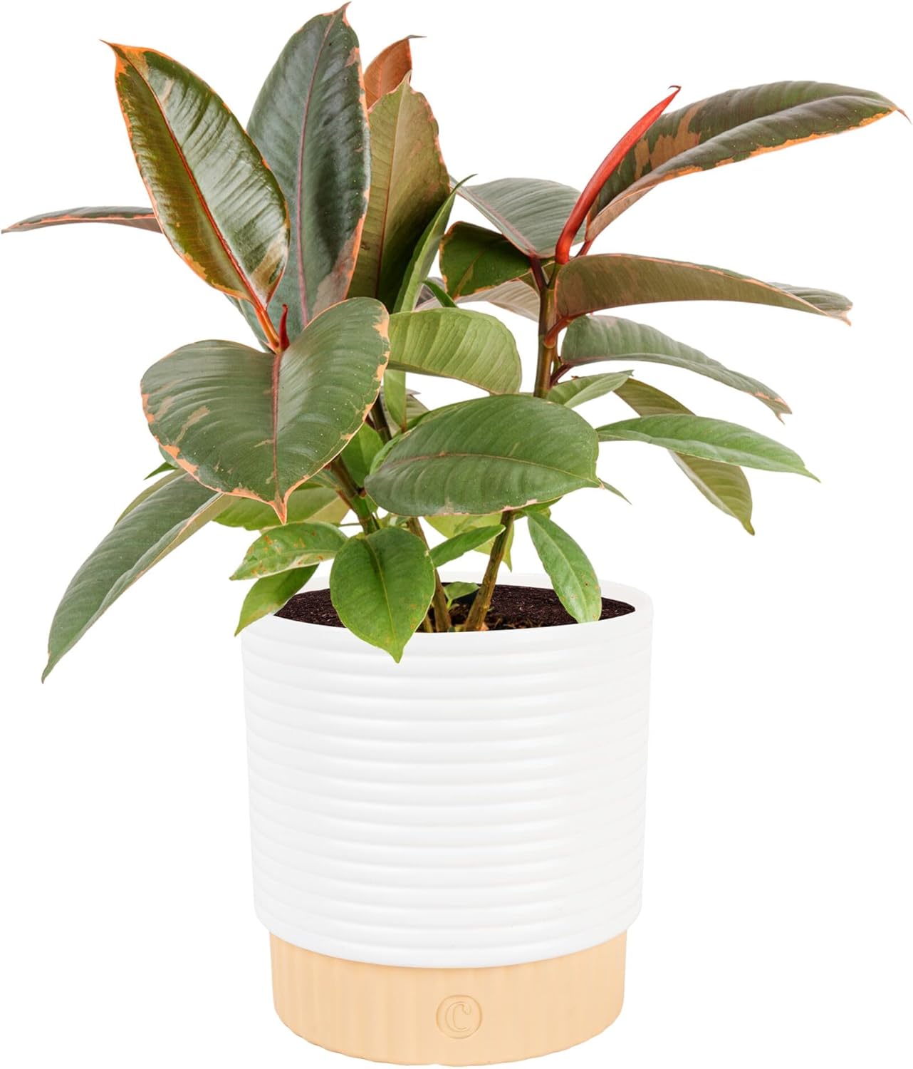 Costa Farms Ficus Live Plant in Decorative Pot, Indoor Houseplant, Assorted Variety, Home, Room, or Office Decor, Great House Warming or Birthday Gift, 12-18 Inches Tall