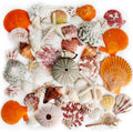 Natural Sea Shells Mixed -15 Kinds of Natural Seashells,Each 2 Kinds Starfish & Urchins for Aquarium Fish Tank,DIY Arts Crafts Project,Beach Theme Home Wedding Party Decor,Vase Fillers,1~3.5"