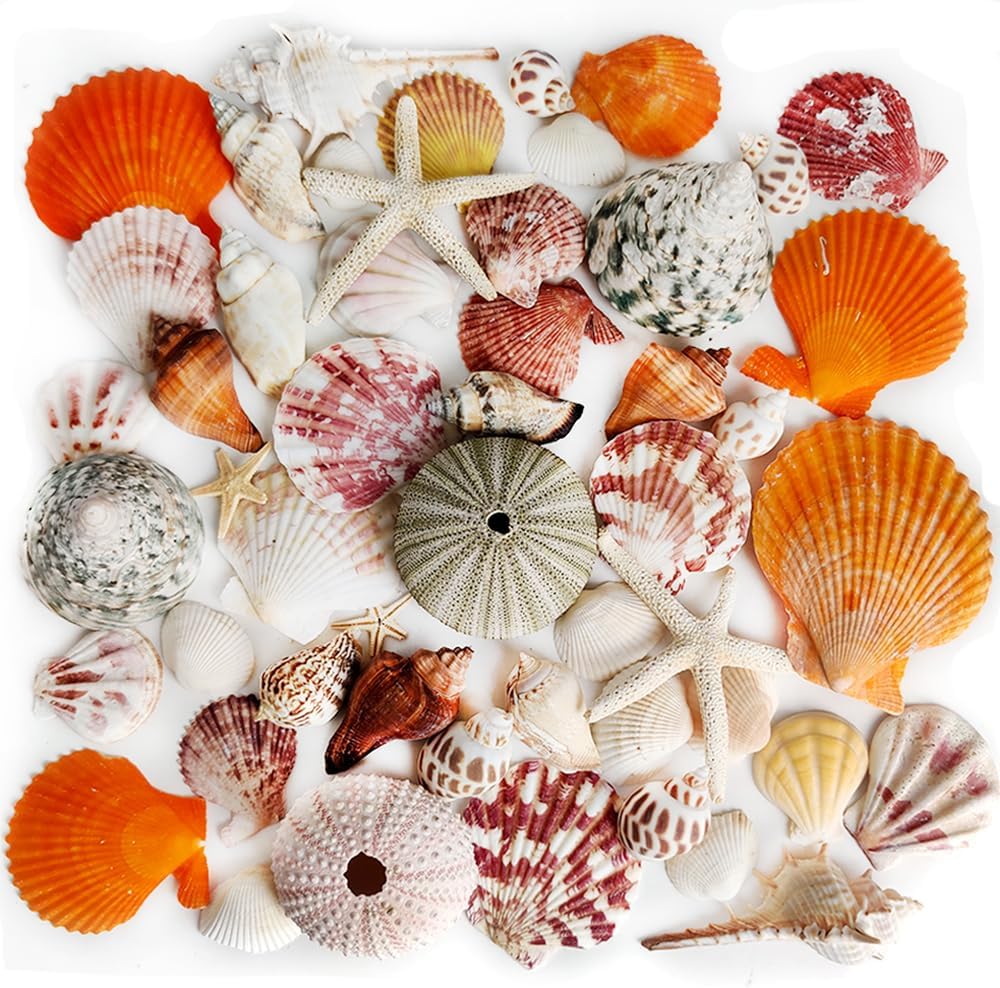 Natural Sea Shells Mixed -15 Kinds of Natural Seashells,Each 2 Kinds Starfish & Urchins for Aquarium Fish Tank,DIY Arts Crafts Project,Beach Theme Home Wedding Party Decor,Vase Fillers,1~3.5"