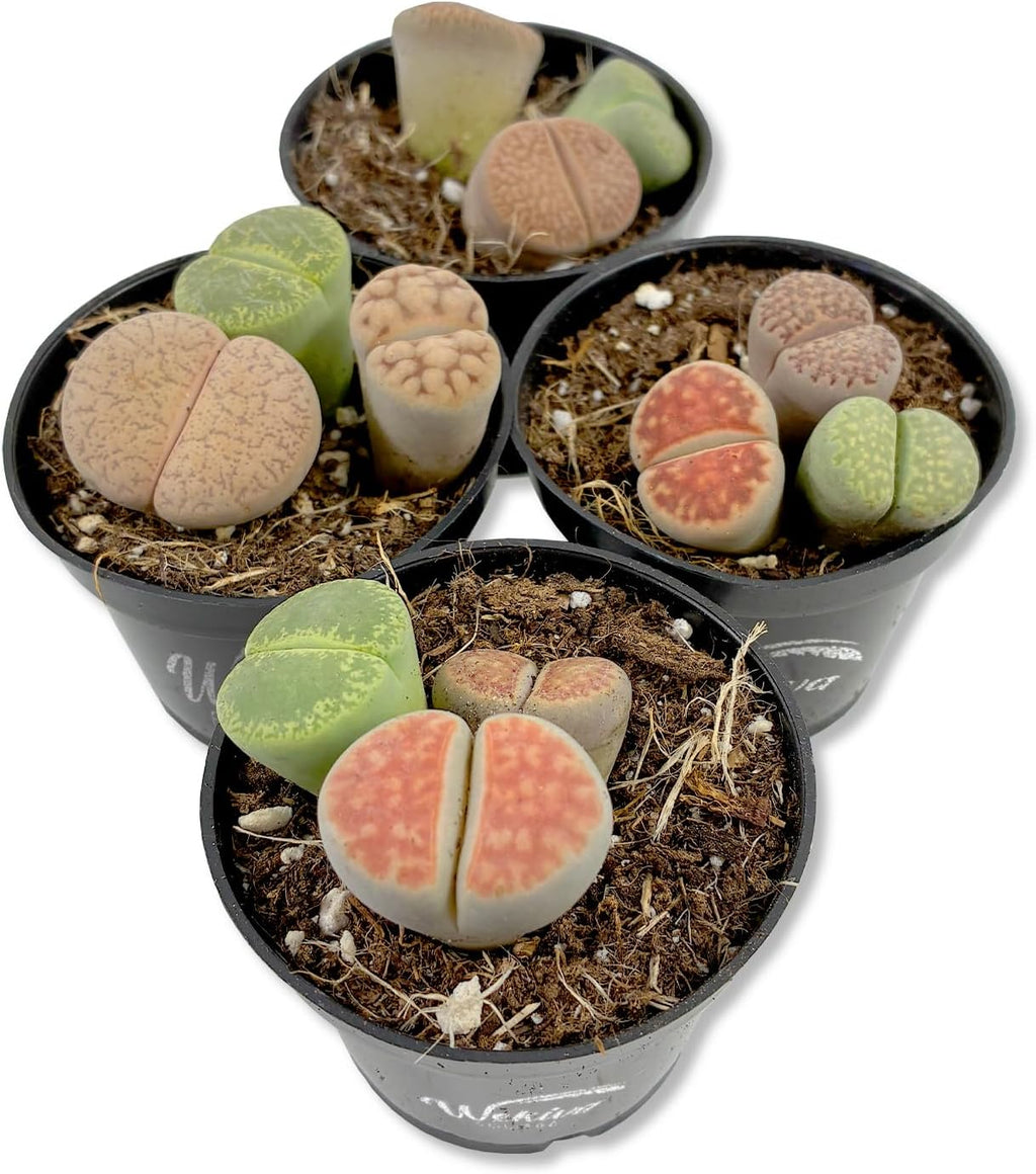 Living Stone Plant - 4 Live Starter Plants - Lithops - Decorative Exotic Colorful Mini Succulent for Your Container Garden or Terrarium