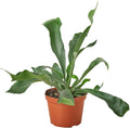 Elkhorn Fern Live Plant for Indoor | Different Houseplants in 4'' & 6'' Pot | Real House Plant for Living Room, Office, Desk & Bathroom | Elkhorn Fern | Platycerium bifurcatum