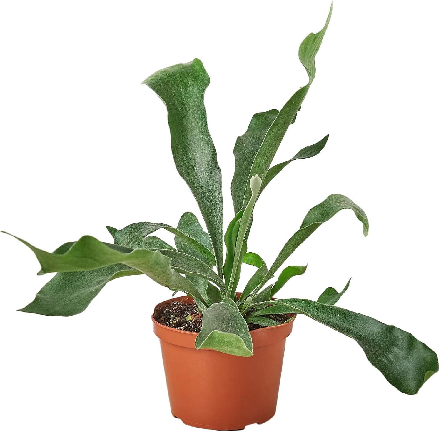 Elkhorn Fern Live Plant for Indoor | Different Houseplants in 4'' & 6'' Pot | Real House Plant for Living Room, Office, Desk & Bathroom | Elkhorn Fern | Platycerium bifurcatum