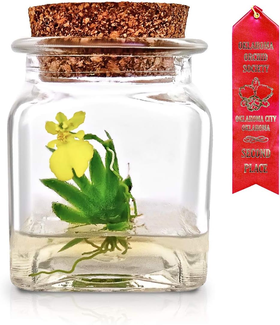 Bloomify Award Winning, Maintenance Free Dancing Orchid Terrarium - Psygmorchis Pusilla - Miniature, No Green Thumb Necessary, Great for Work, Home, Unique Gift.