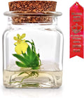 Bloomify Award Winning, Maintenance Free Dancing Orchid Terrarium - Psygmorchis Pusilla - Miniature, No Green Thumb Necessary, Great for Work, Home, Unique Gift.