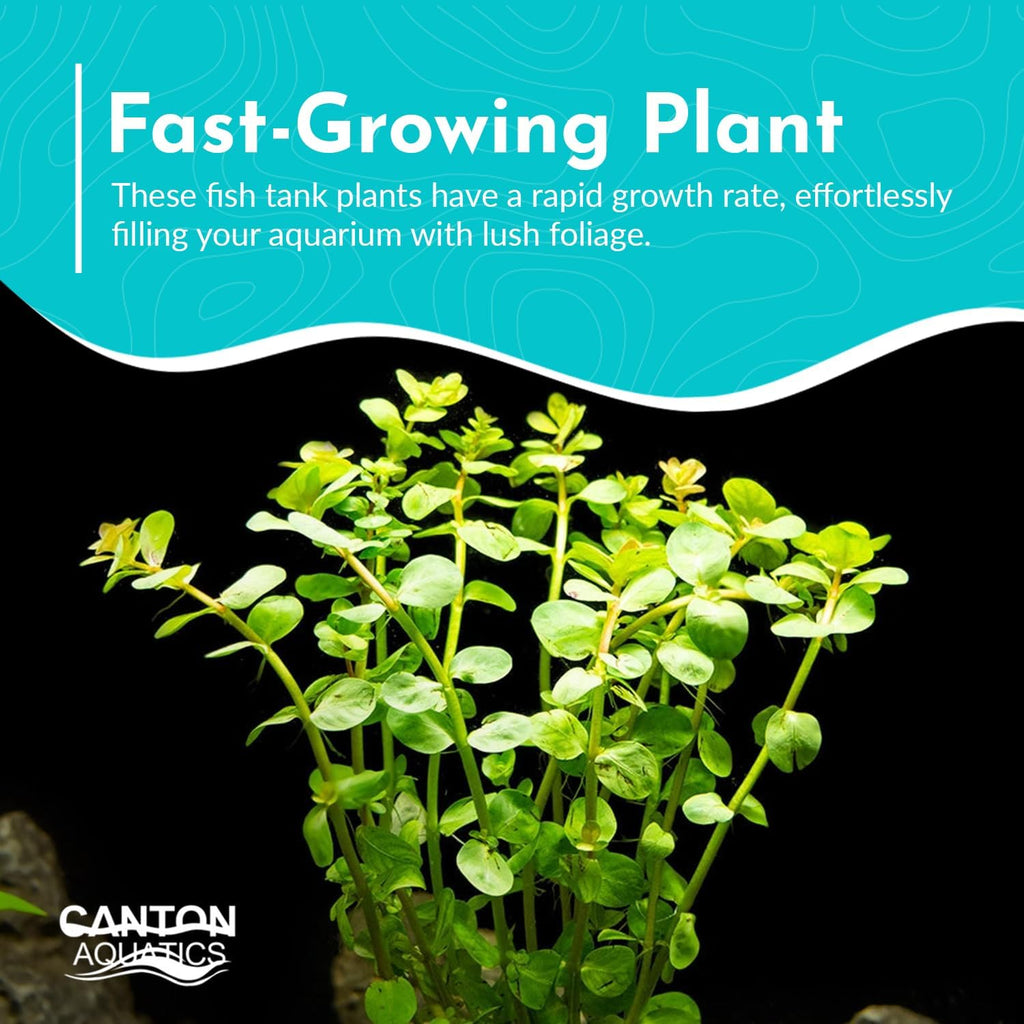 Rotala Rotundifolia Aquatic Plant