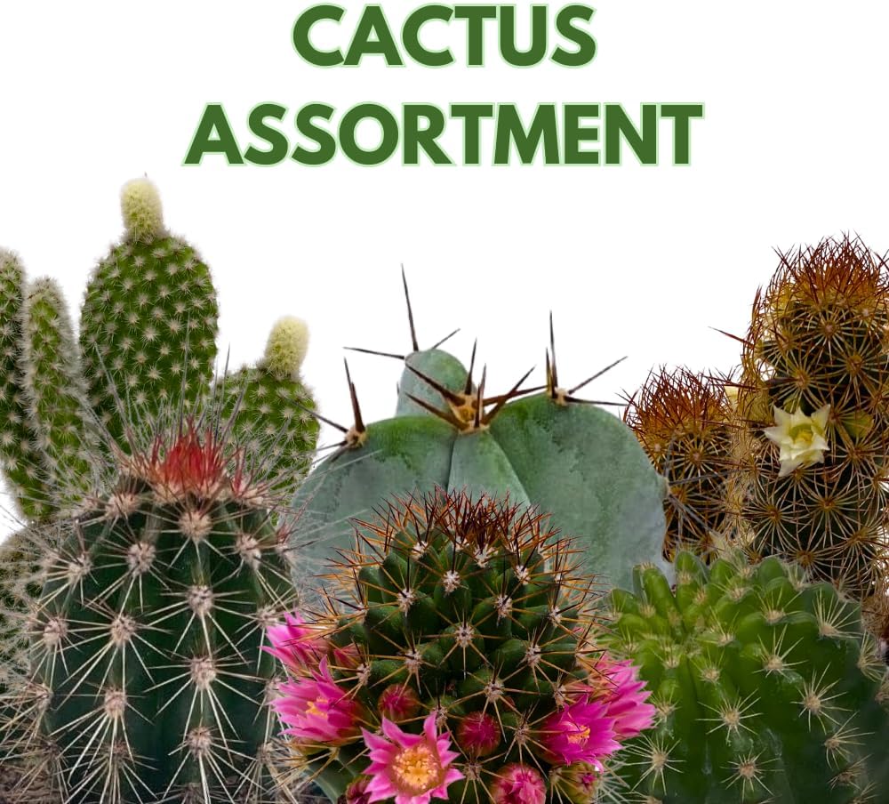 BubbleBlooms Cactus Assortment, 4 inch Set of 3, Best-Sellers Most Popular Cacti Variety