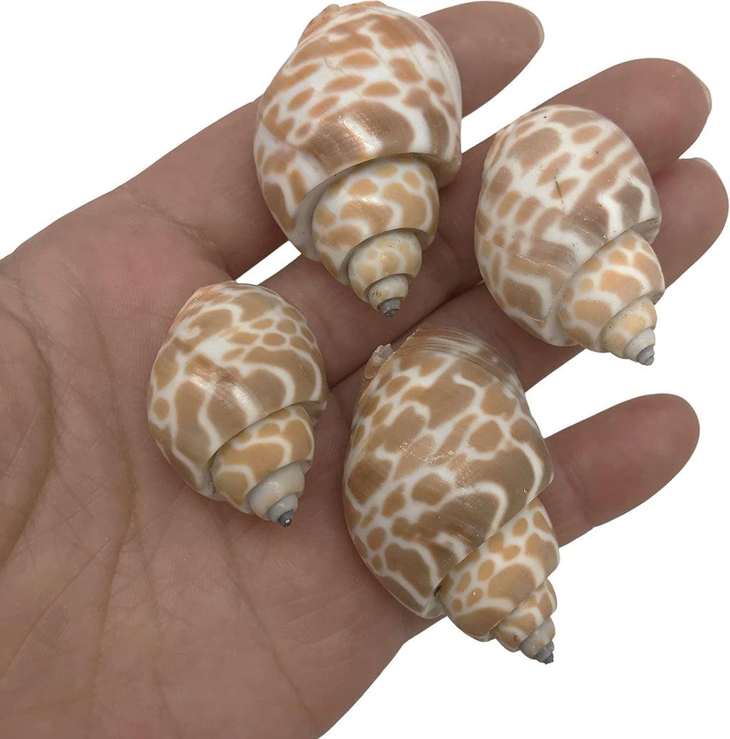 PEPPERLONELY 20PC Babylonia Spirata Hermit Crab Sea Shells, 1-1/4 Inch ~ 1-3/4 Inch