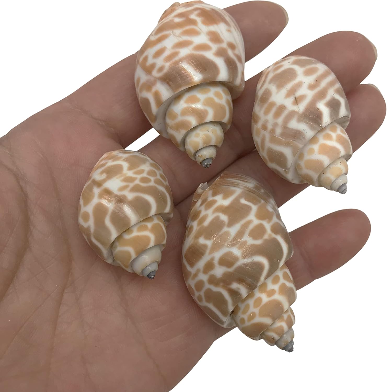 PEPPERLONELY 20PC Babylonia Spirata Hermit Crab Sea Shells, 1-1/4 Inch ~ 1-3/4 Inch