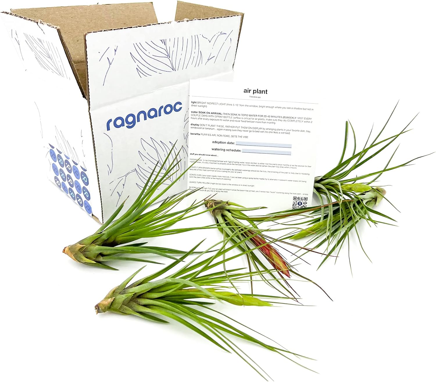 Air Plants - Flowering Tillandsia Melanocrater Tricolor, Large 5" - 5ct - Live Arrival Guaranteed - House Plants for Home Decor & Gift