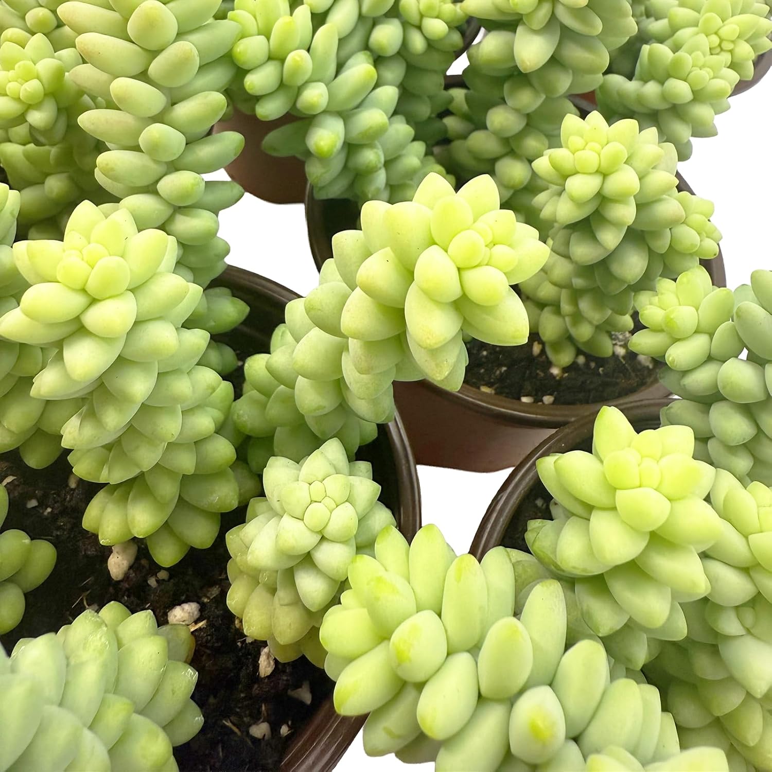 Sedum Burrito (Burro’s Tail) Live Succulent Plant - Trailing Green Bead Foliage, Easy Care Indoor Hanging Basket Succulent for Home & Office Decor (Rooted in 4" Nursery Pot)