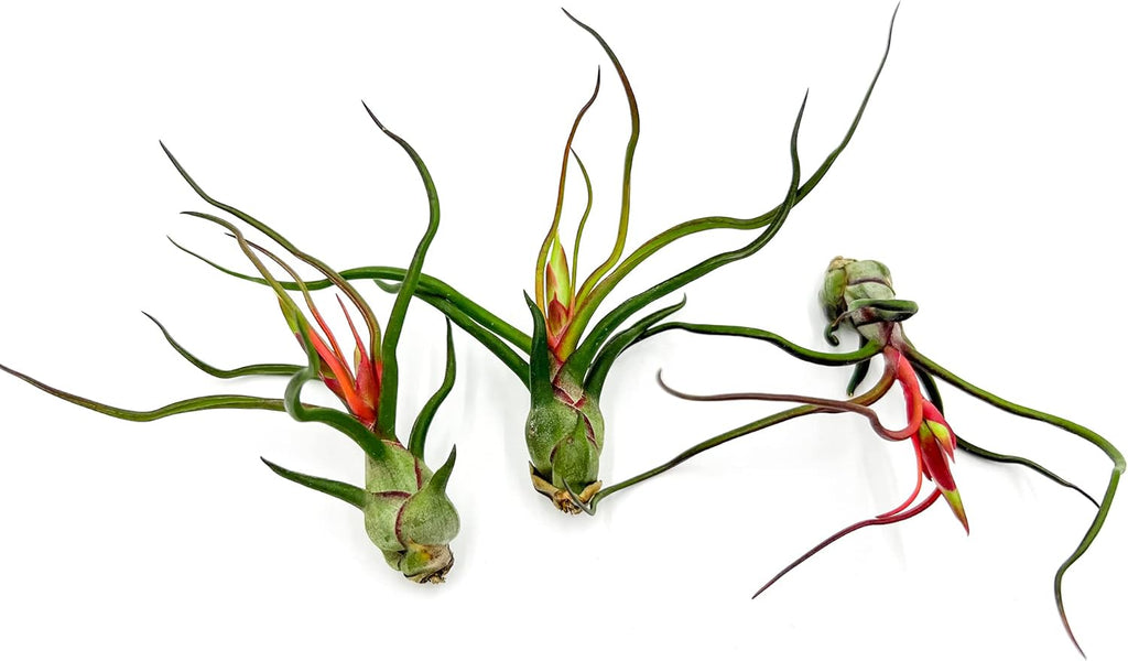 ragnaroc Air Plants - Flowering Tillandsia Bulbosa Guatemala, Large 3-5" - 3ct - Live Arrival Guaranteed - House Plants for Home Decor & Gift