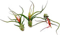 ragnaroc Air Plants - Flowering Tillandsia Bulbosa Guatemala, Large 3-5" - 3ct - Live Arrival Guaranteed - House Plants for Home Decor & Gift