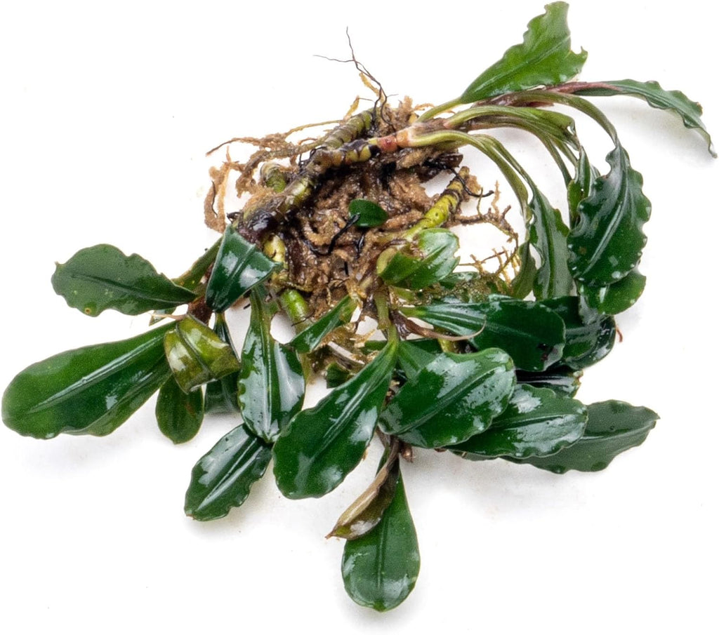 SubstrateSource Bucephalandra Arrogant Blue Live Aquarium Plant - Natural Freshwater Fish Tank Decorations and Aquatic Decor (Small Clump (3-5 Plants))