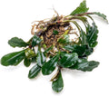SubstrateSource Bucephalandra Arrogant Blue Live Aquarium Plant - Natural Freshwater Fish Tank Decorations and Aquatic Decor (Small Clump (3-5 Plants))