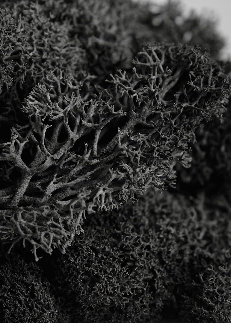 SuperMoss (21790 Reindeer Moss – Soft Preserved Moss for Home Decor, Crafts, Terrariums, Floral Design, and Wedding Decorations, 2,588 cu in, Black