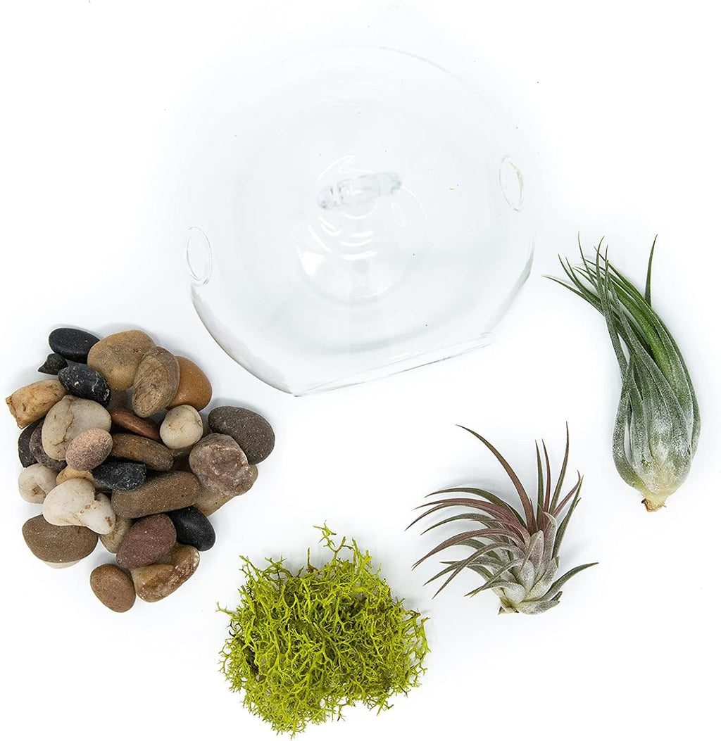 Stunning Flat Bottom Globe Terrarium Kit with Small Assorted Air Plants, Beige Stones and Moss Plant Terrarium - Live Tillandsia Air Plants Holder–Glass Terrariums for Plants and Succulents