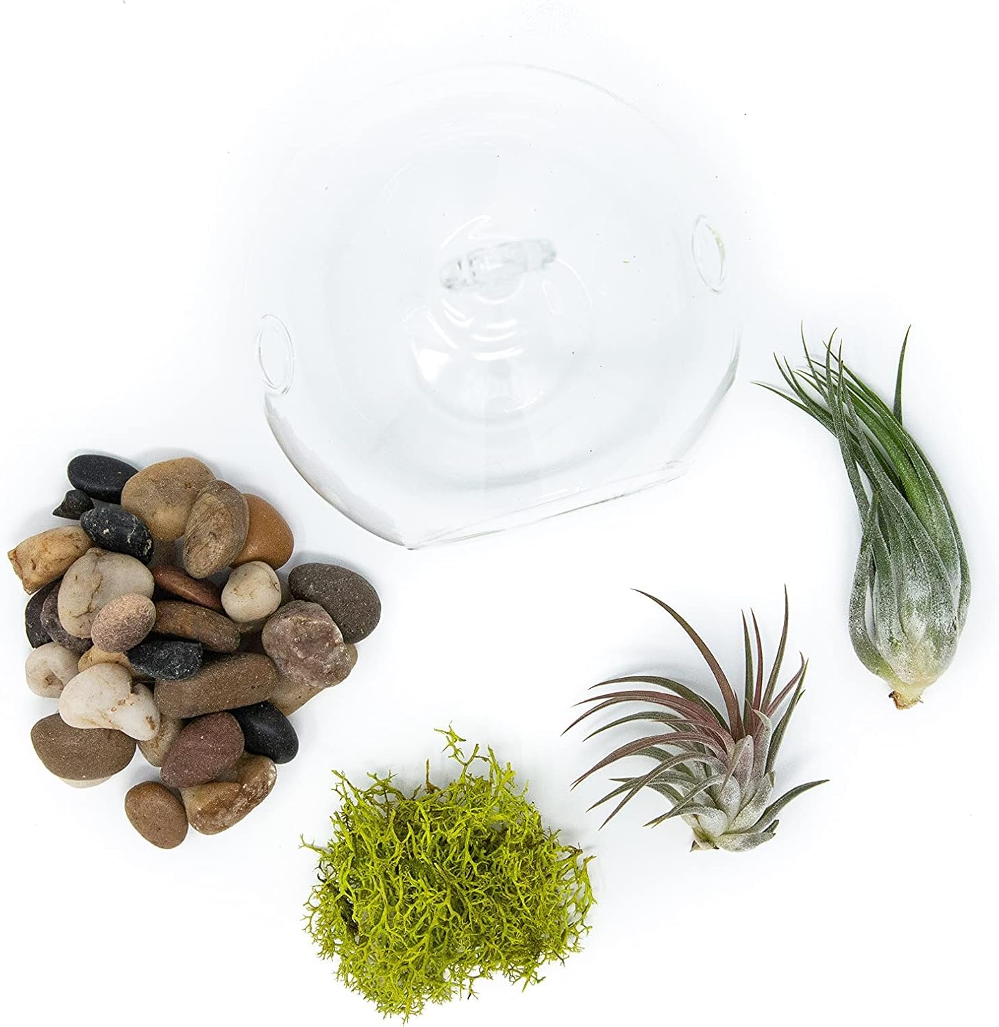 Stunning Flat Bottom Globe Terrarium Kit with Small Assorted Air Plants, Beige Stones and Moss Plant Terrarium - Live Tillandsia Air Plants Holder–Glass Terrariums for Plants and Succulents