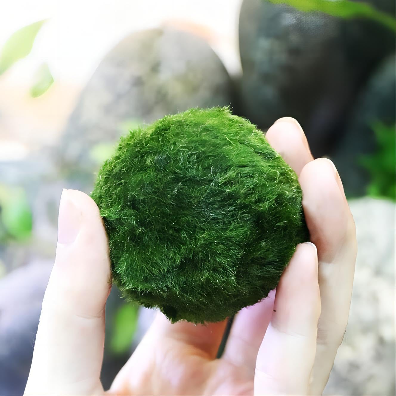 2Pcs Moss Balls for Fish Tank Aquarium Plants Freshwater marimo Decorative, Green, 1.2-1.5" (2)
