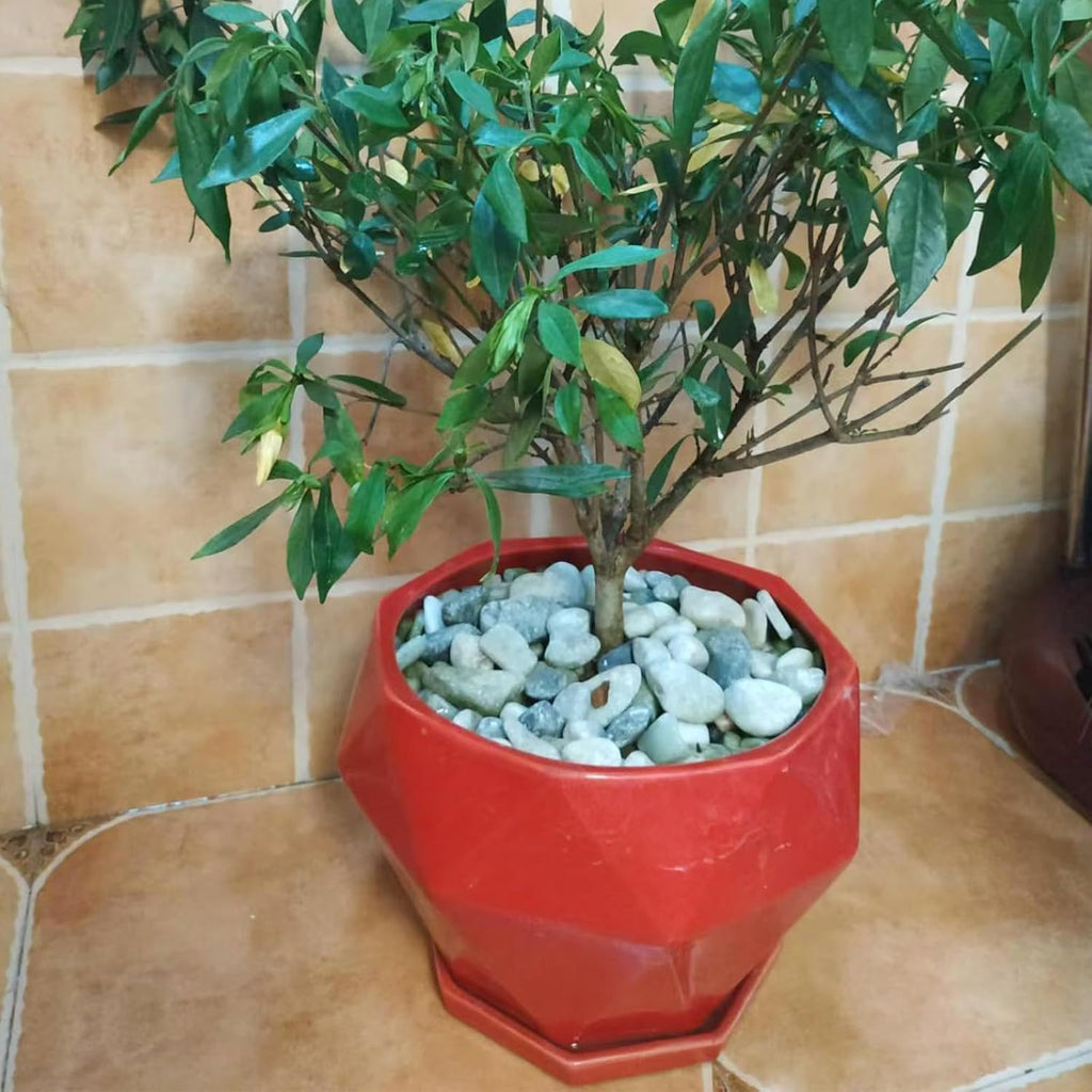 5LB Succulent Jade Pebbles for Indoor Plants, 1.2-2 Inch Natural Decorative Polished Stones, River Rocks for Vase, Flowerpot Decoration, Indoor Decoration,Landscaping and Garden Decoration