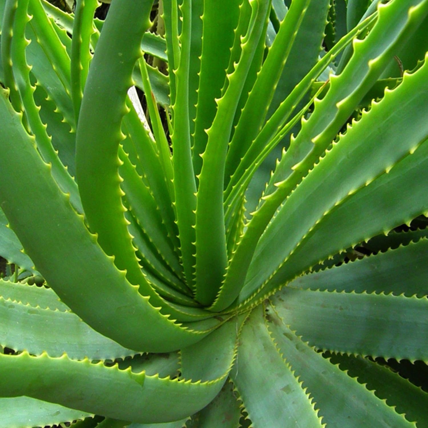 Live Aloe Vera Plant Succulent Trees | Aloe Vera Chinensis in Size 2 Pot | Suitable for Indoor or Outdoor Garden | Easy-Growing Aloe Vera Pen Plant Ideal for Home Décor