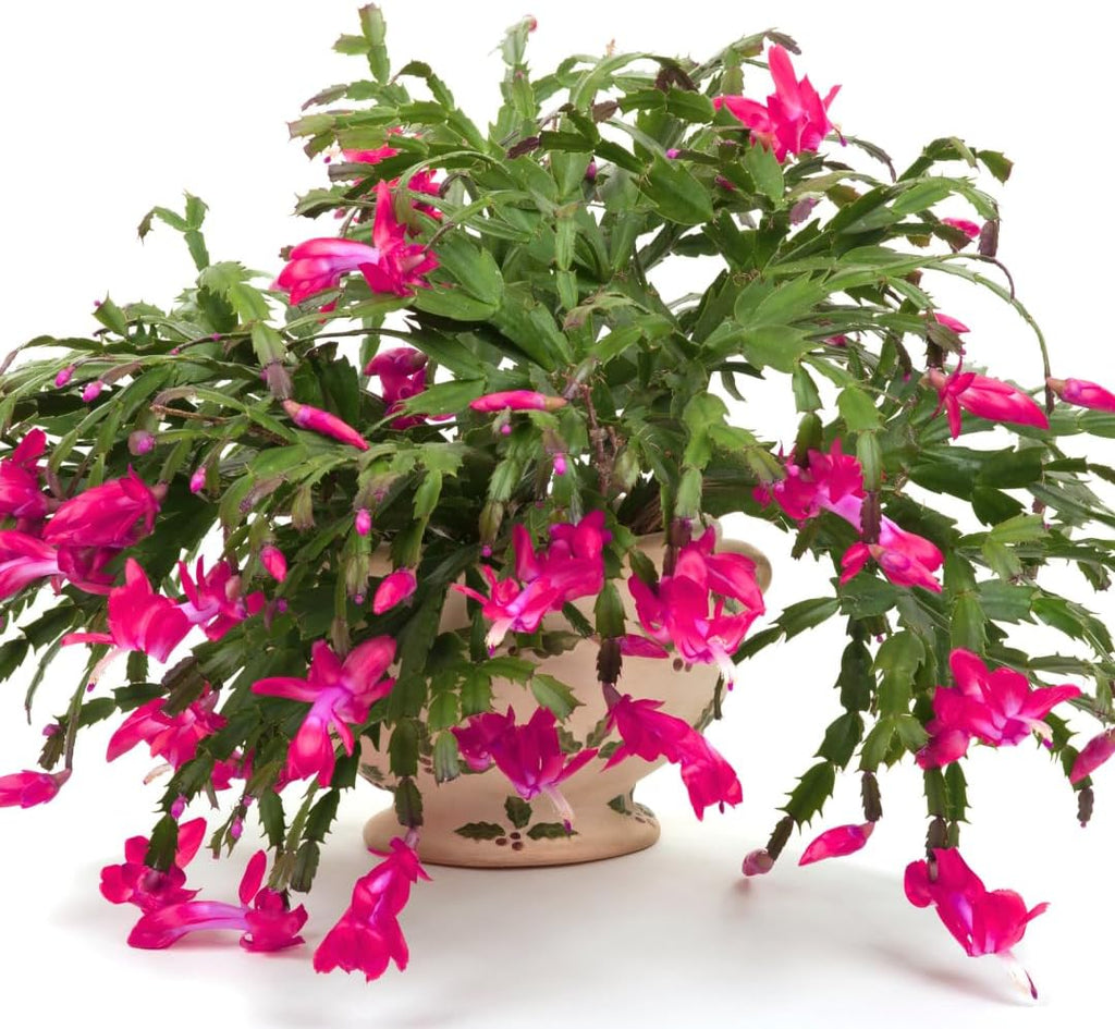 True Thanksgiving Cactus Plant Live in 4" Pot, Ready to Bloom, Holiday Christmas Cactus Plants Live, Vibrant Blooms (Pink)