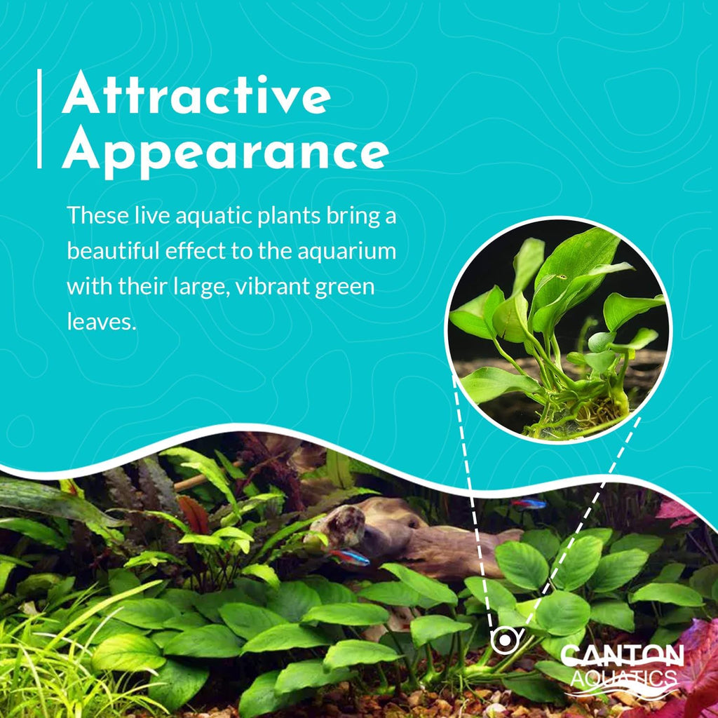 Anubias Congensis - Live Freshwater Aquarium Plant for Aqua scaping, Hardy & Easy to Grow, Perfect for Beginner Aquariums - Adds Natural Beauty & Provides Fish Shelter - Medium