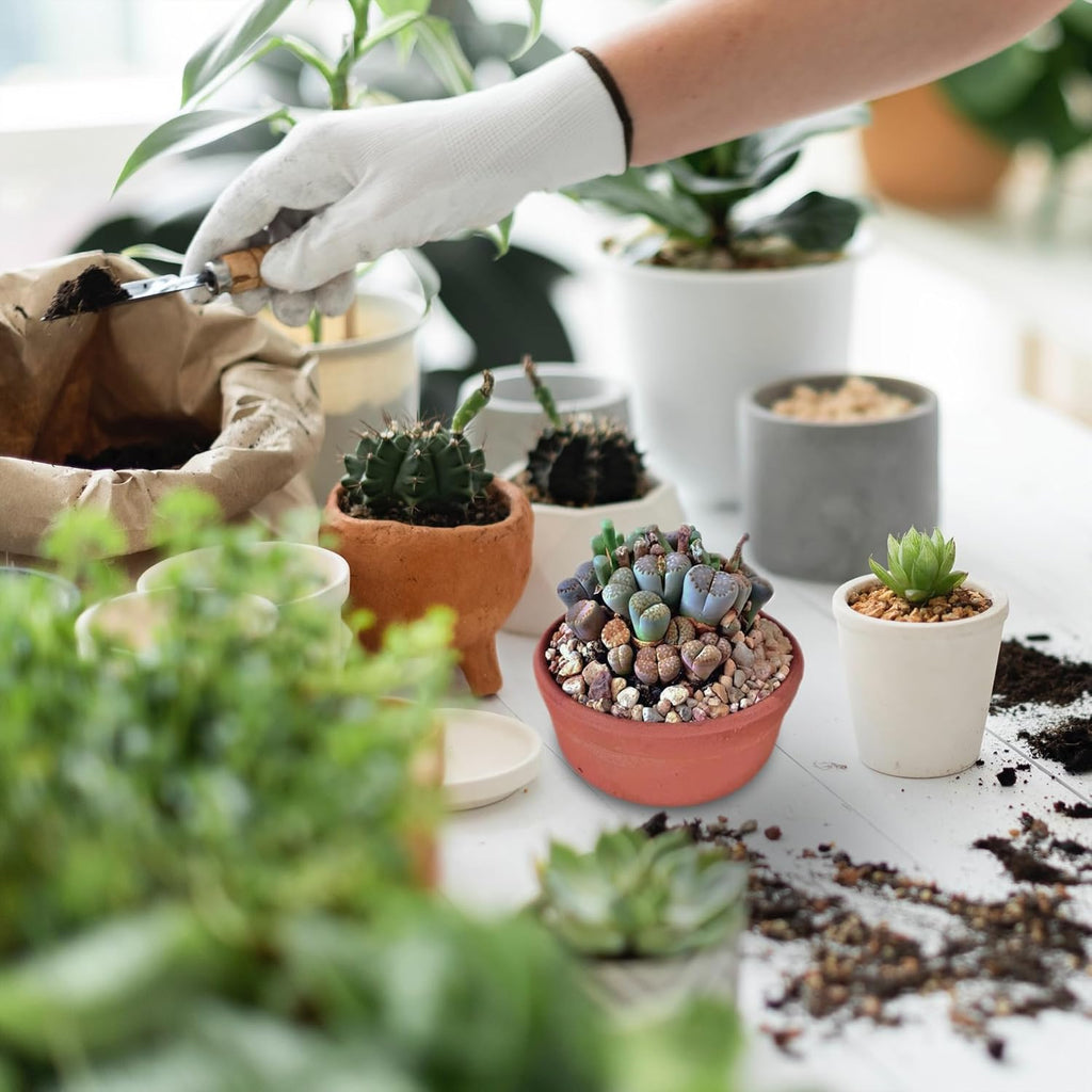 Lithops Live Plants Mix Lithop Succulents Plants Live, 30 Rock Living Stone Succulent Live Plants Large Size Full Bloom Garden