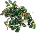 SubstrateSource Bucephalandra Lamandau Mini Purple Live Aquarium Plant - Natural Freshwater Fish Tank Decorations and Aquatic Decor (Plant (10-15 Leaves))