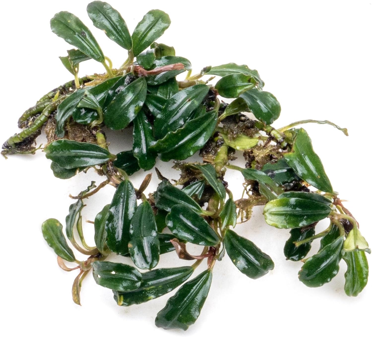 SubstrateSource Bucephalandra Lamandau Mini Purple Live Aquarium Plant - Natural Freshwater Fish Tank Decorations and Aquatic Decor (Plant (10-15 Leaves))