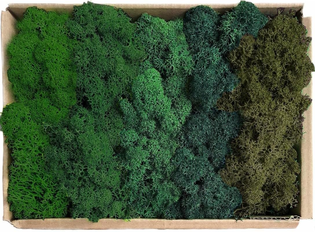 Preserved Reindeer Moss Natural Green DIY Kit Gardenning Art Wall Decor Florist Decor Easter Table Decor Wedding