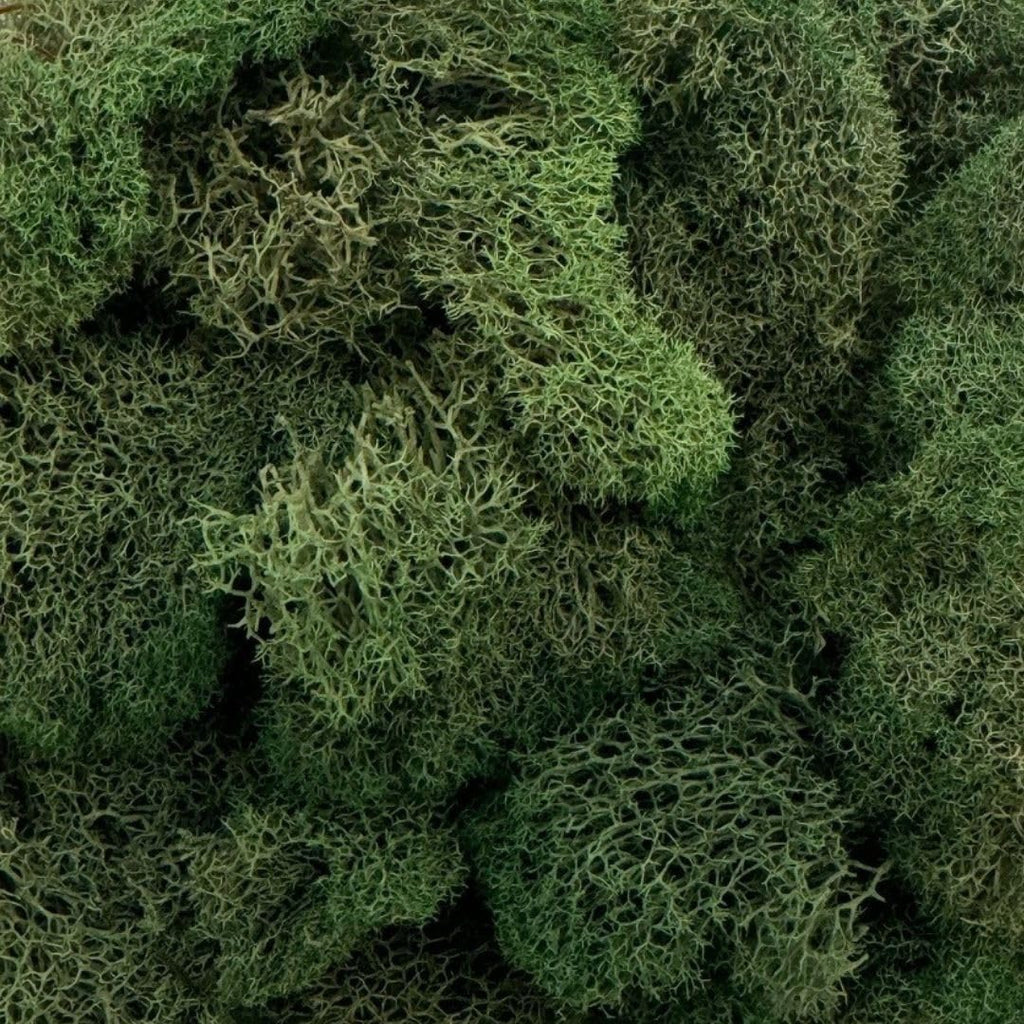 Preserved Reindeer Moss - Premium Decorative Moss for Crafts, Home Décor, Art, Design & DIY Projects - Real Moss - Non-Toxic, USA-Made (Basil, Small Size)