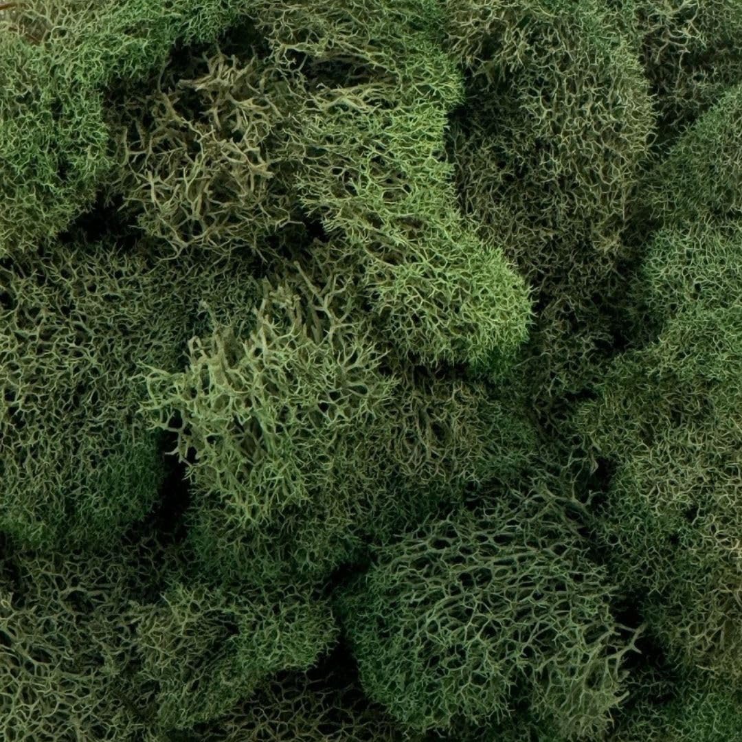 Preserved Reindeer Moss - Premium Decorative Moss for Crafts, Home Décor, Art, Design & DIY Projects - Real Moss - Non-Toxic, USA-Made (Basil, Medium Size)