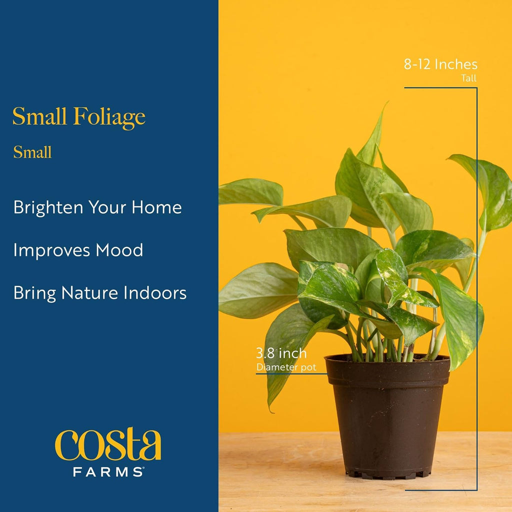Costa Farms Live Indoor Plants in Decorative Pots, Easy to Maintain, Air Purifying Houseplants, Assorted Varieties, Room or Home Decor, House Warming Gift, 8-12 Inches Tall, Pack of 3