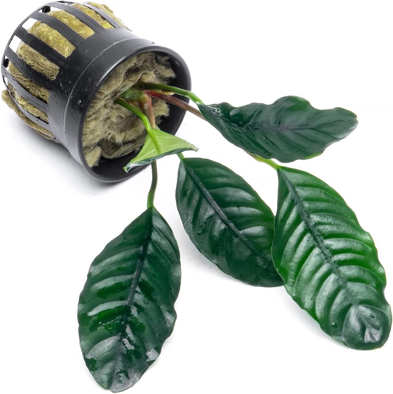 SubstrateSource Anubias Live Aquarium Plants - Potted Freshwater Plant for Fish Tanks, Terrariums - Beginner Friendly Low Light (Barteri Coffeefolia, 1 Pot)