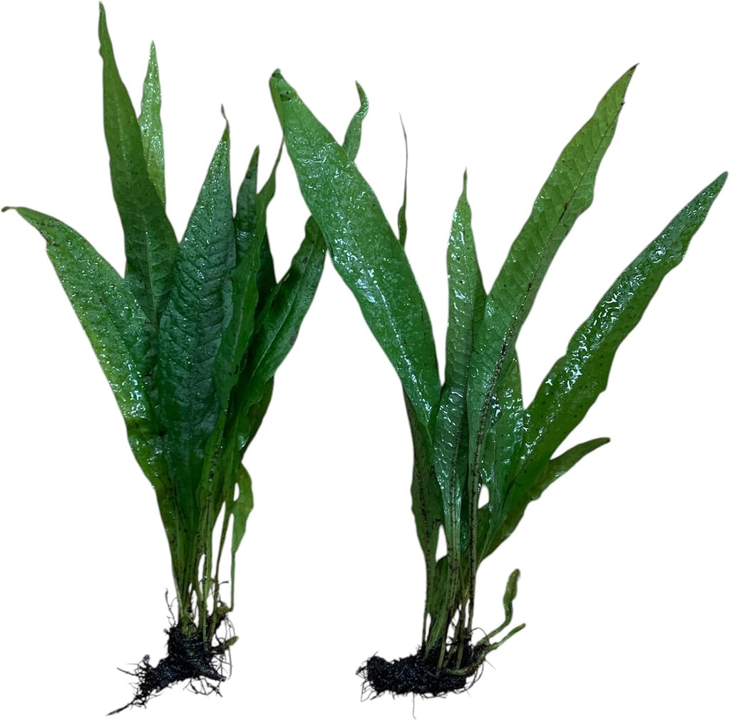Pack of 2 Java Fern Microsorum Pteropus Easy Live Aquarium Plants