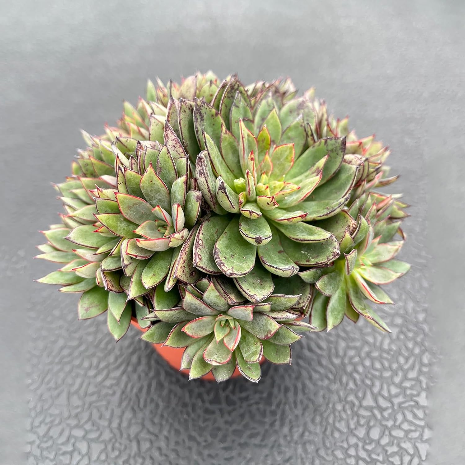Live Succulent Plants (Echeveria Cinderella), Easy Care Houseplant for Home and Office Decor, Great Gift for Housewarming, Birthday, Thanksgiving