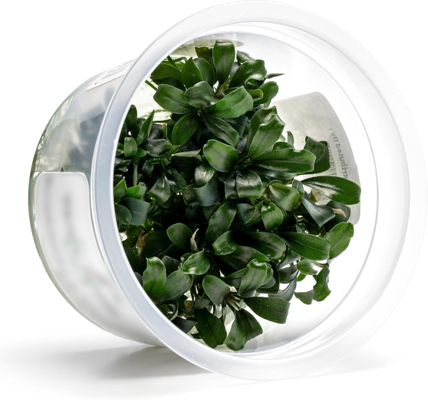SubstrateSource Live Aquarium Plant - Bucephalandra sp. Sekadau Bukit Betung - Snail Free in-Vitro Easy Care Freshwater Aquatic Plants for Aquascaping, Low - Med Light, Slow Growth - Tissue Culture