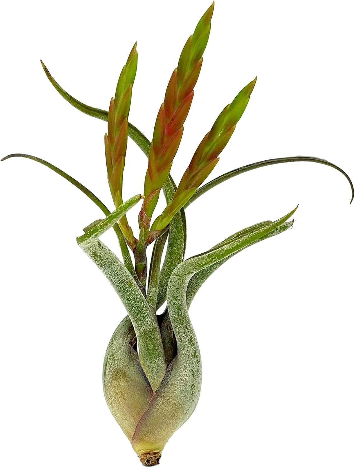 ragnaroc Air Plants - Flowering Tillandsia Caput Medusae, Large 5-7" - 1ct - Live Arrival Guaranteed - House Plants for Home Decor & Gift