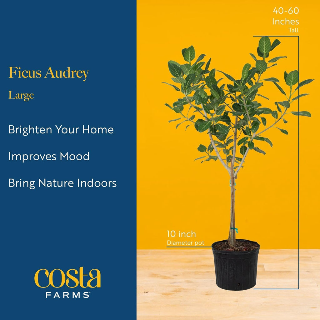 Costa Farms Ficus Audrey Tree Live Plants in Decorative Pot, Large Indoor Houseplant, Perfect for Home, Room, or Office Decor, Great House Warming or Birthday Gift, 3-4 Feet Tall, Pack of 2