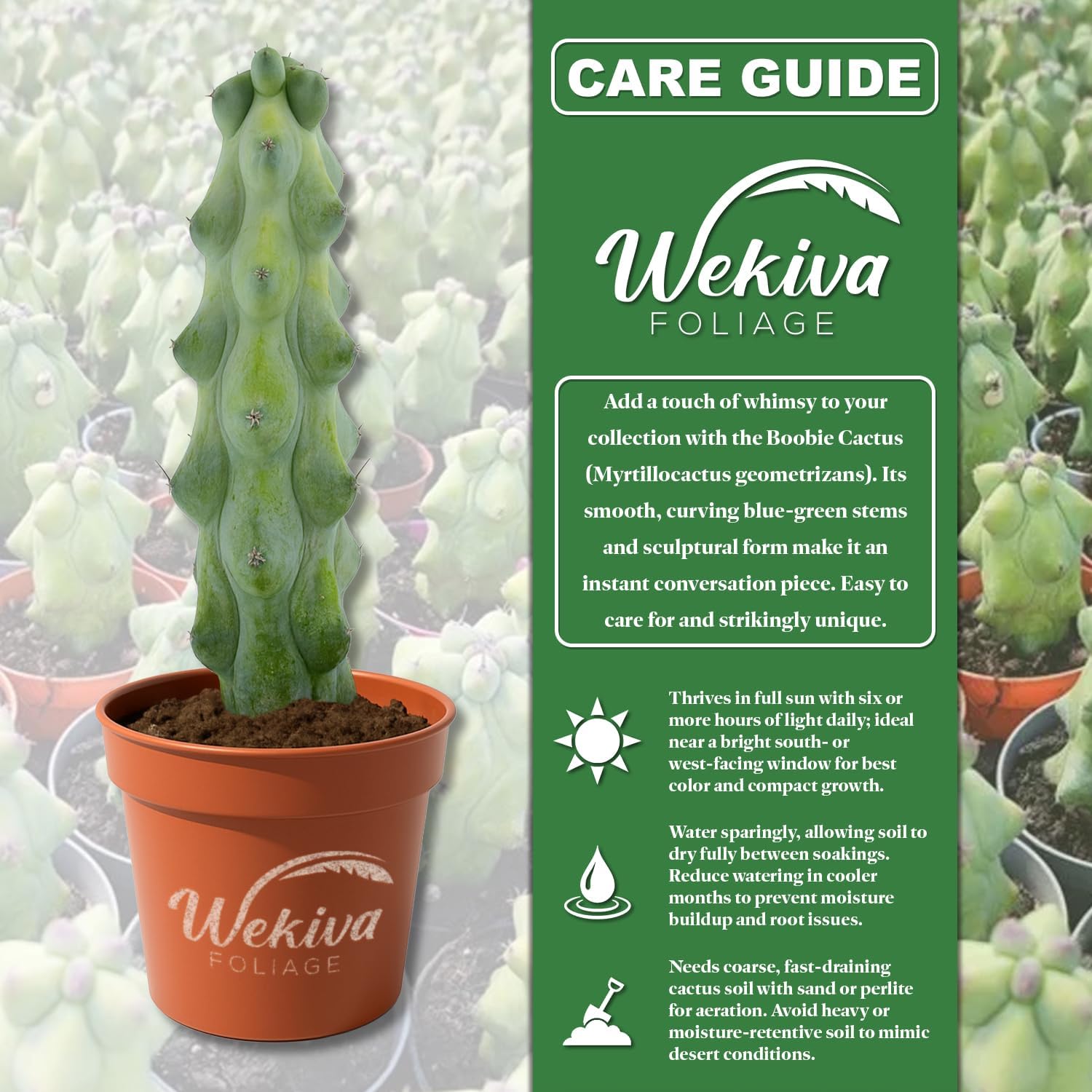 Boobie Cactus - 1 Live Plant in a 3 Inch Growers Pot - Myrtillocactus Geometrizans - Fun Exotic Sculptural Easy Care Succulent Houseplant