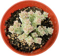 Live Succulent Plants Crassula 'Tom Thumb' Variegated, Easy Care Potted Succulents in 4" Pots, Indoor Houseplant, Unique Gifts, Home Office Décor