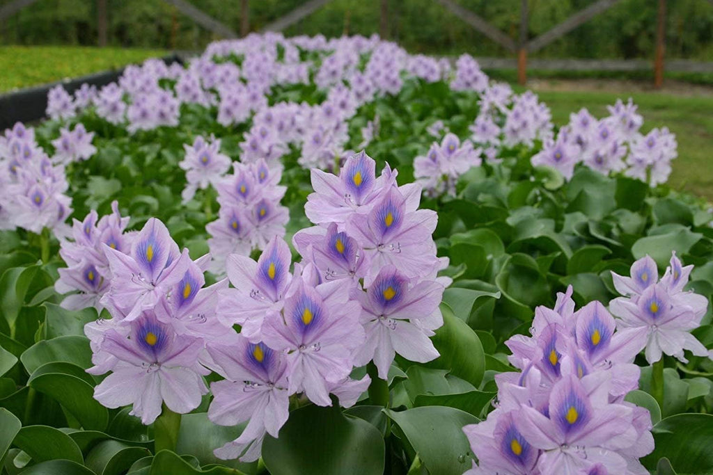 Water Lettuce (Pistia stratiotes) and Water Hyacinth (Eichhornia crassipes) Bundle (5 Water Lettuce (Pistia stratiotes) and 5 Water Hyacinth (Eichhornia crassipes) Bundle, 5, Count)
